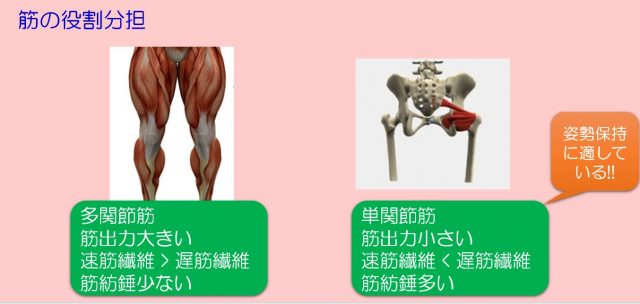 筋肉の役割分担の図解